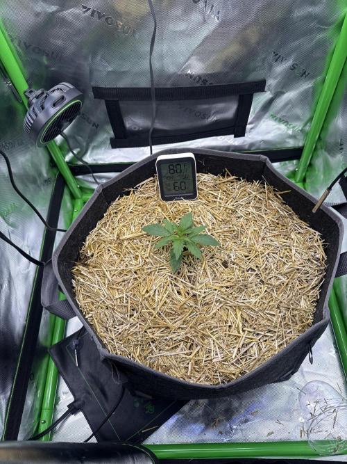 Sourdelica. Week 1