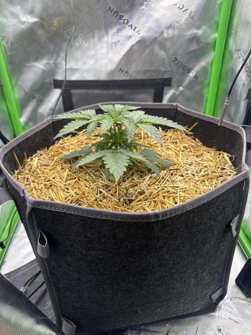 Sour Owls 🦉. Week 2