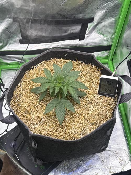 Sour Owls 🦉. Week 2