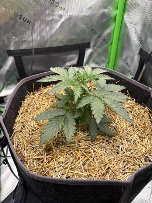 Sour Owls 🦉. Week 2