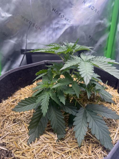 Sour Owls 🦉. Week 2