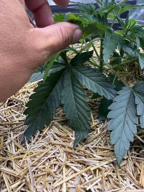 Sourdelica. Week 2