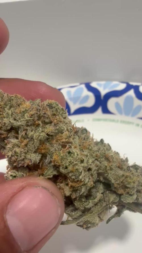 Mephisto - Golden O’z