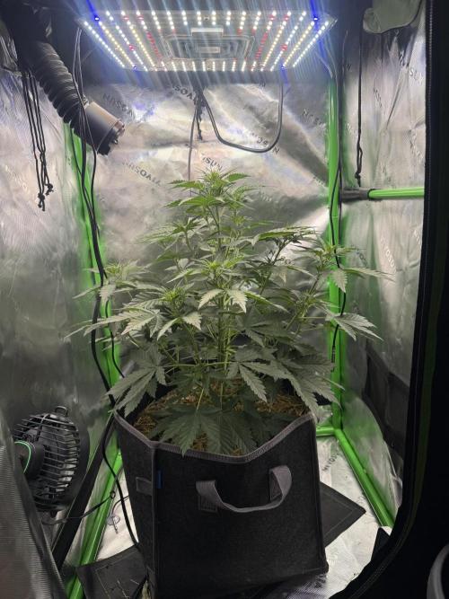 Sour Owls 🦉. Week 3