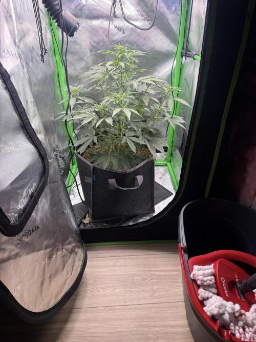 Sour Owls 🦉. Week 3