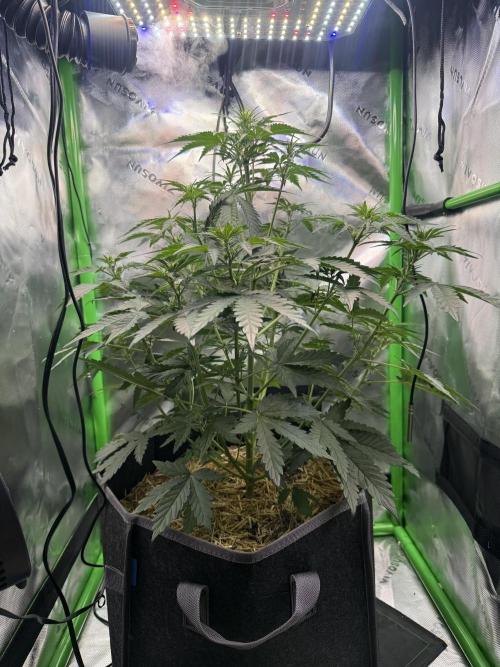 Sour Owls 🦉. Week 3