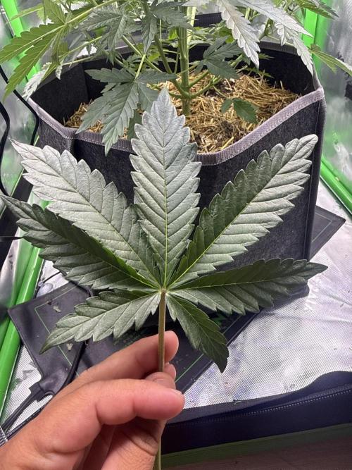 Sourdelica. Week 3