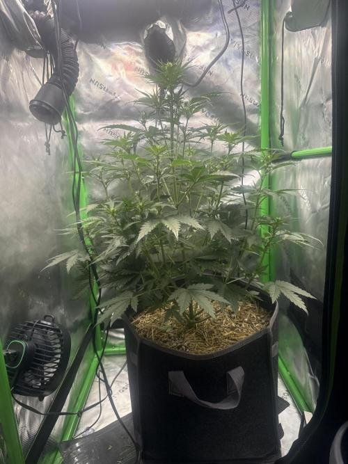 Sourdelica. Week 4