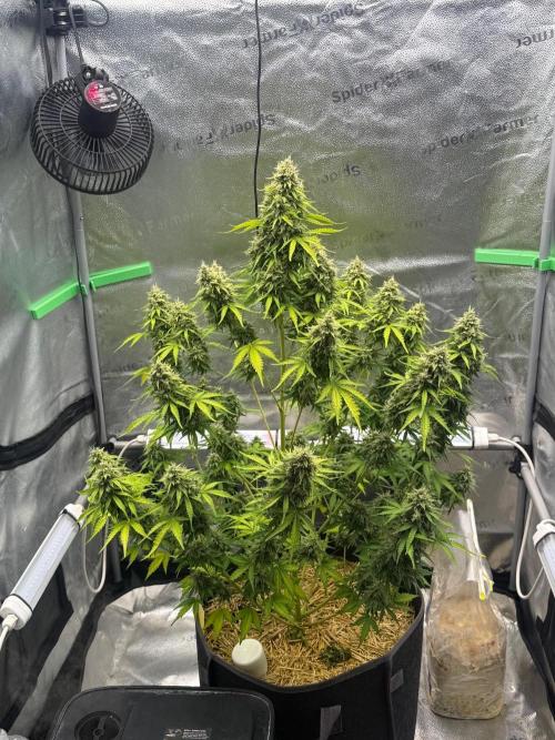 Sour Owls 🦉. Week 9