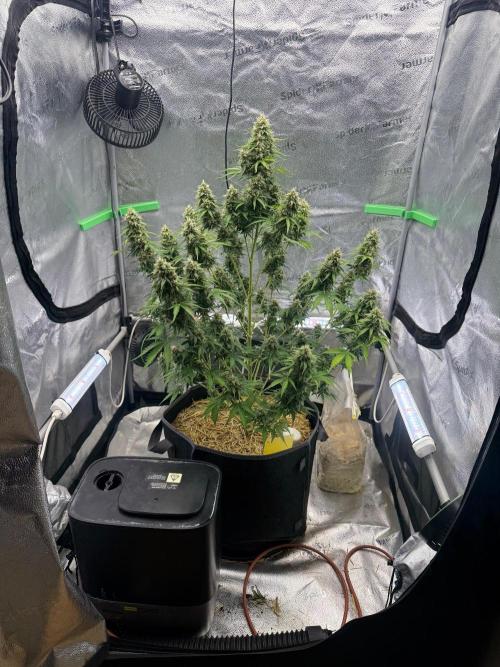 Sour Owls 🦉. Week 9