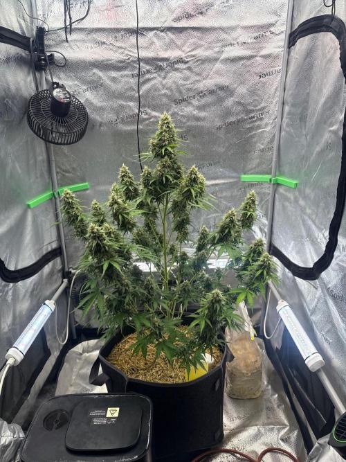 Sour Owls 🦉. Week 9