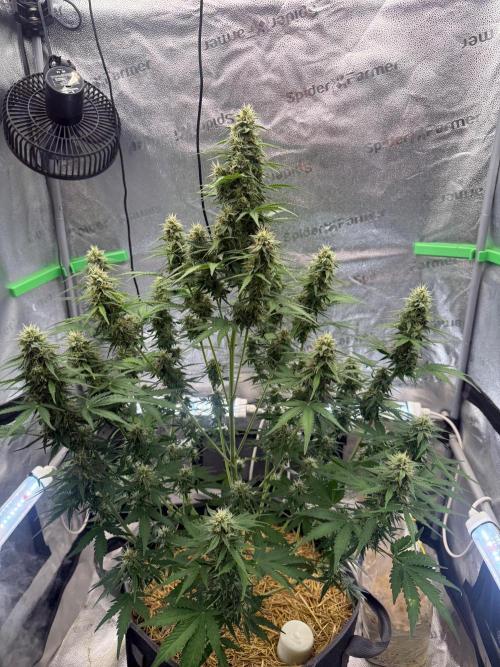 Sour Owls 🦉. Week 9