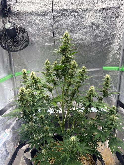 Sour Owls 🦉. Week 9