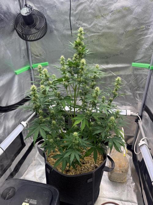 Sour Owls 🦉. Week 9
