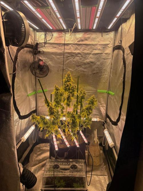 Sour Owls 🦉. Week 9