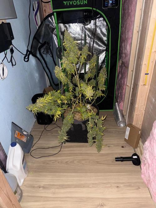 Sourdelica Auto. Week 9