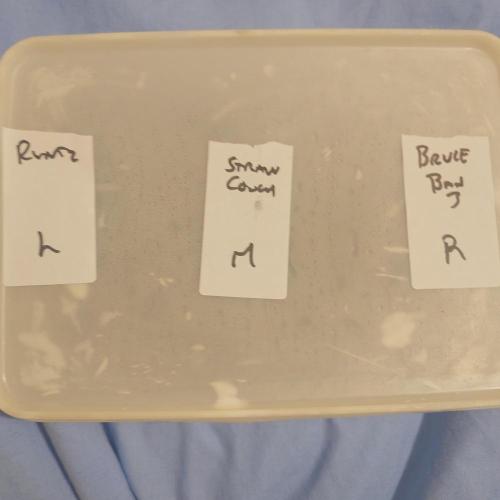 Zamnesia 🙏. Week 0