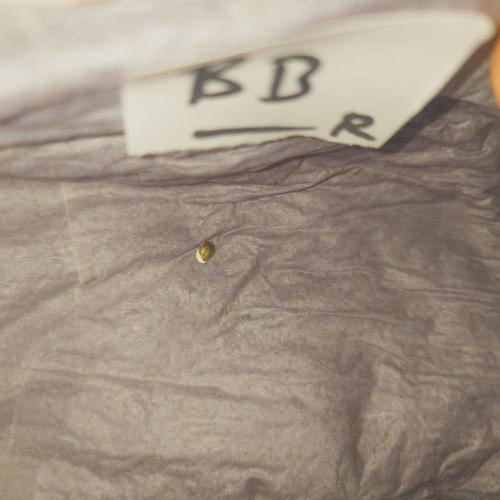 Zamnesia 🙏. Week 0