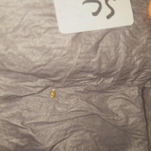 Zamnesia 🙏. Week 0