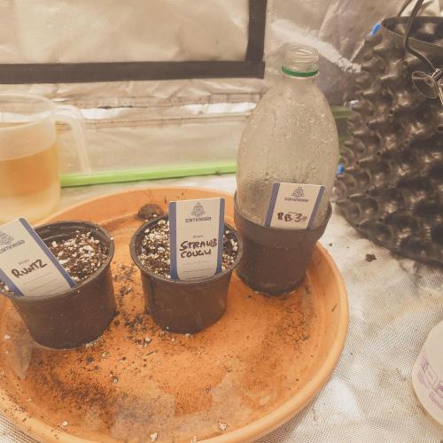 Zamnesia 🙏. Week 0 - 11.11.
And so it begins....