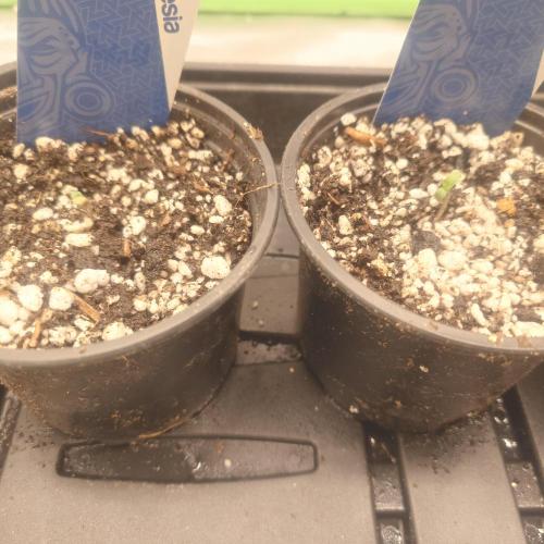 Zamnesia 🙏. Week 0 - 13.11
2 out of 3 have emerged already!