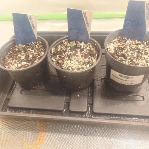 Zamnesia 🙏. Week 0 - 14.11
All 3 have surfaced now, very quick