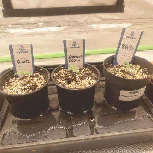 Zamnesia 🙏. Week 1 - 17.11