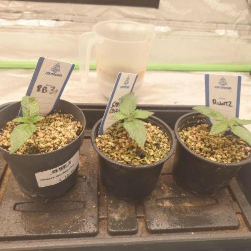 Zamnesia 🙏. Week 2