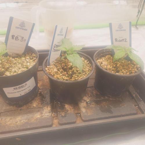 Zamnesia 🙏. Week 2 - 26th