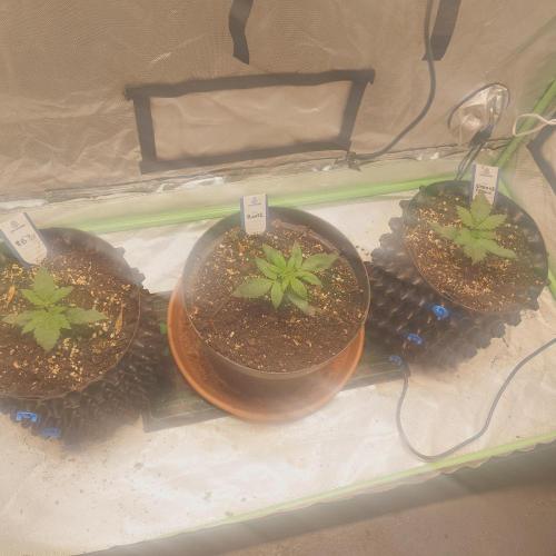 Zamnesia 🙏. Week 3