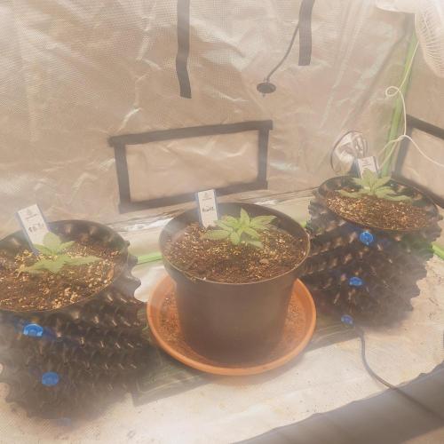 Zamnesia 🙏. Week 3 - 3.12