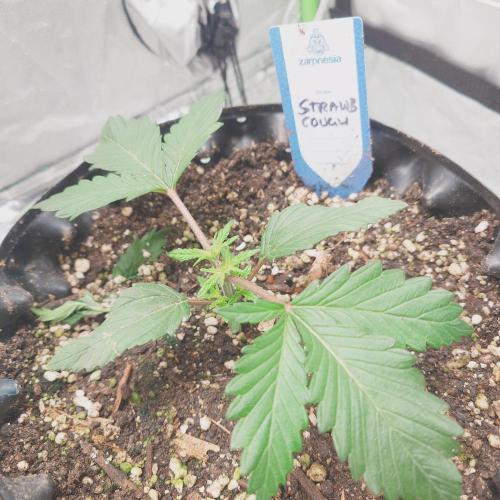 Zamnesia 🙏. Week 3 - 9.12