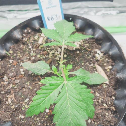 Zamnesia 🙏. Week 3