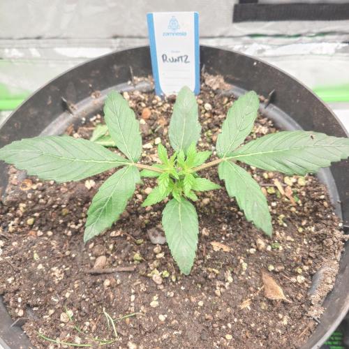 Zamnesia 🙏. Week 3