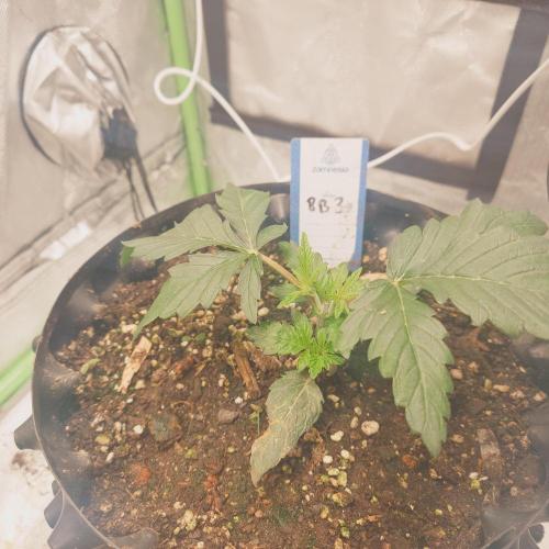 Zamnesia 🙏. Week 4