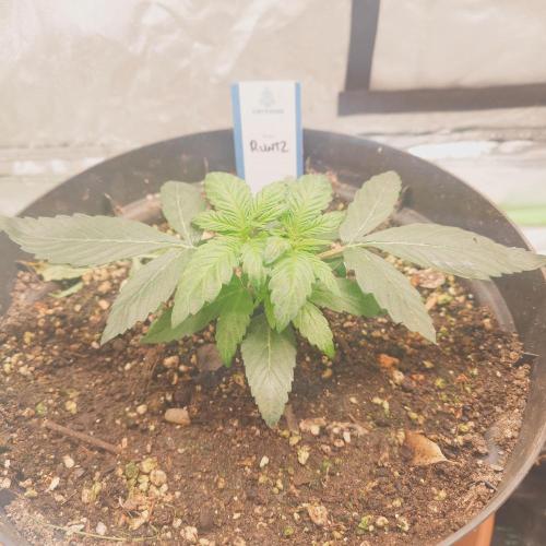 Zamnesia 🙏. Week 4