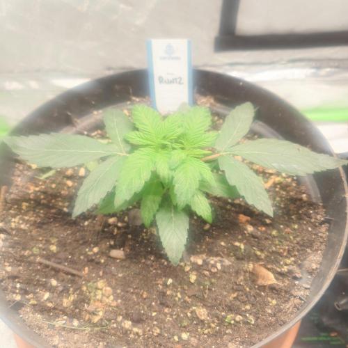 Zamnesia 🙏. Week 4