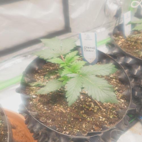 Zamnesia 🙏. Week 4