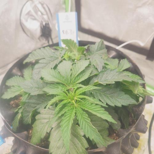 Zamnesia 🙏. Week 5 - 23.12