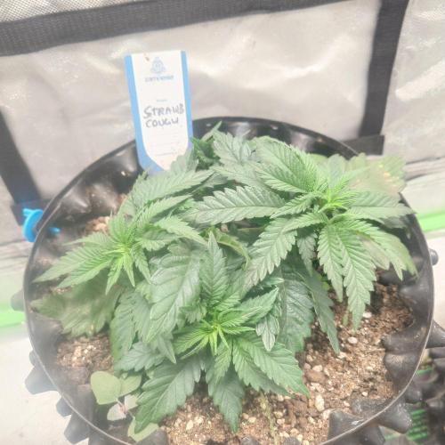 Zamnesia 🙏. Week 5