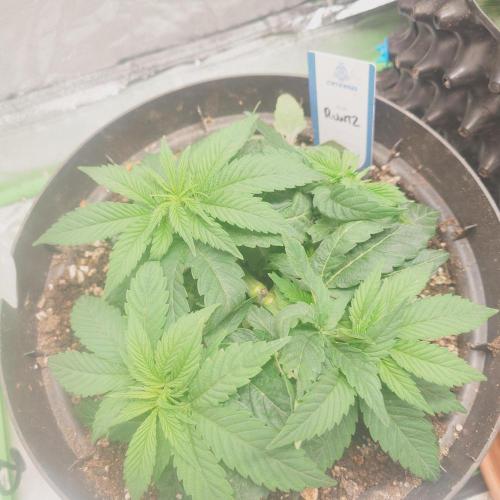 Zamnesia 🙏. Week 5