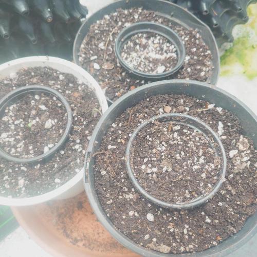 Sticky fruits. Week 0