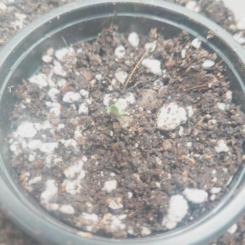 Sticky fruits. Week 0