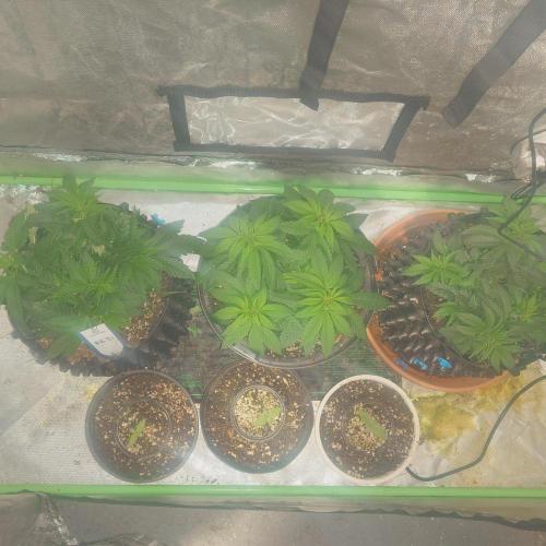 Zamnesia 🙏. Week 7 - 3.1

2 days into flower