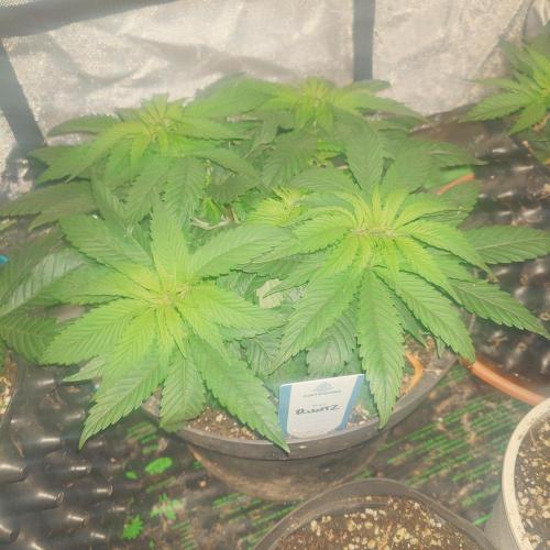 Zamnesia 🙏. Week 7 - 8.1