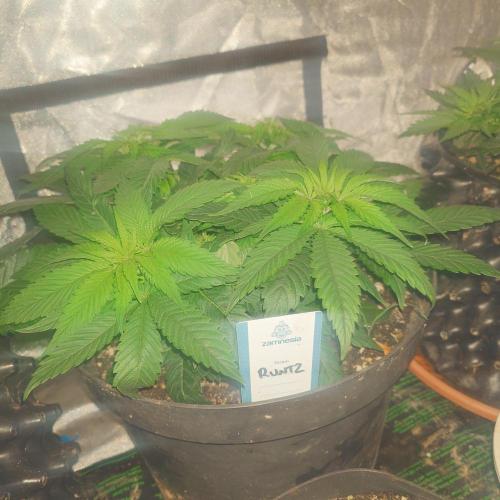 Zamnesia 🙏. Week 7 - 8.1