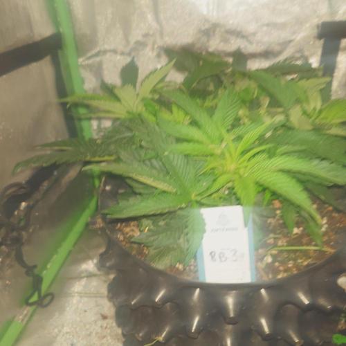 Zamnesia 🙏. Week 7 - 8.1