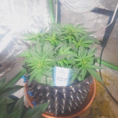 Zamnesia 🙏. Week 7 - 8.1