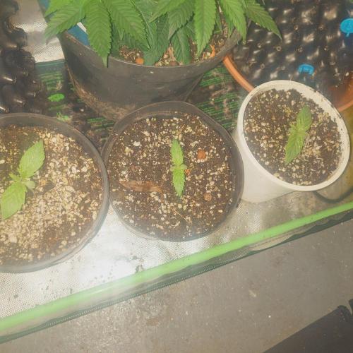 Sticky fruits. Week 2 - 8.1