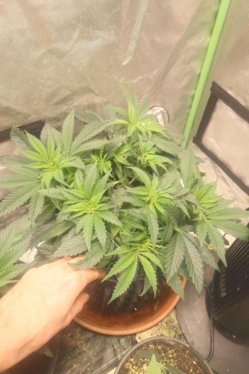 Zamnesia 🙏. Week 8